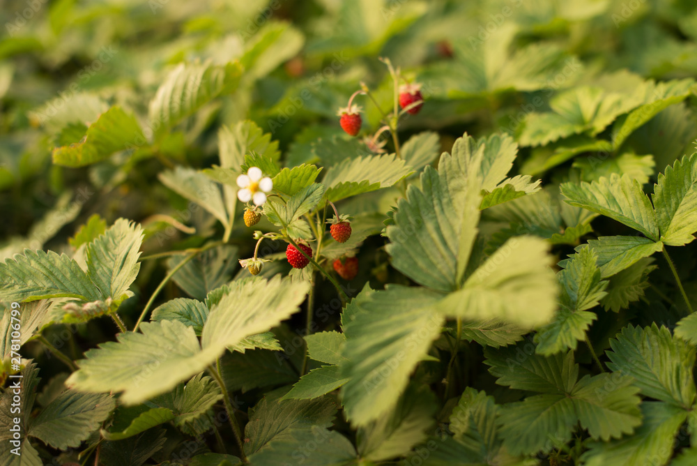 Strawberry plant with green leaves and ripe red fruits, red berry - Fragaria vesca. Strawberry plant with green leaves and ripe red fruits, red berry - Fragaria vesca.