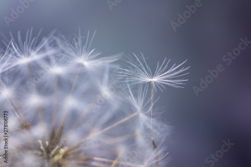 Dandelion seeds close up. Soft focus. Template for design. © Людмила Короткова