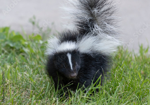 Young striped skunk (Mephitis mephitis) near the human dwelling 