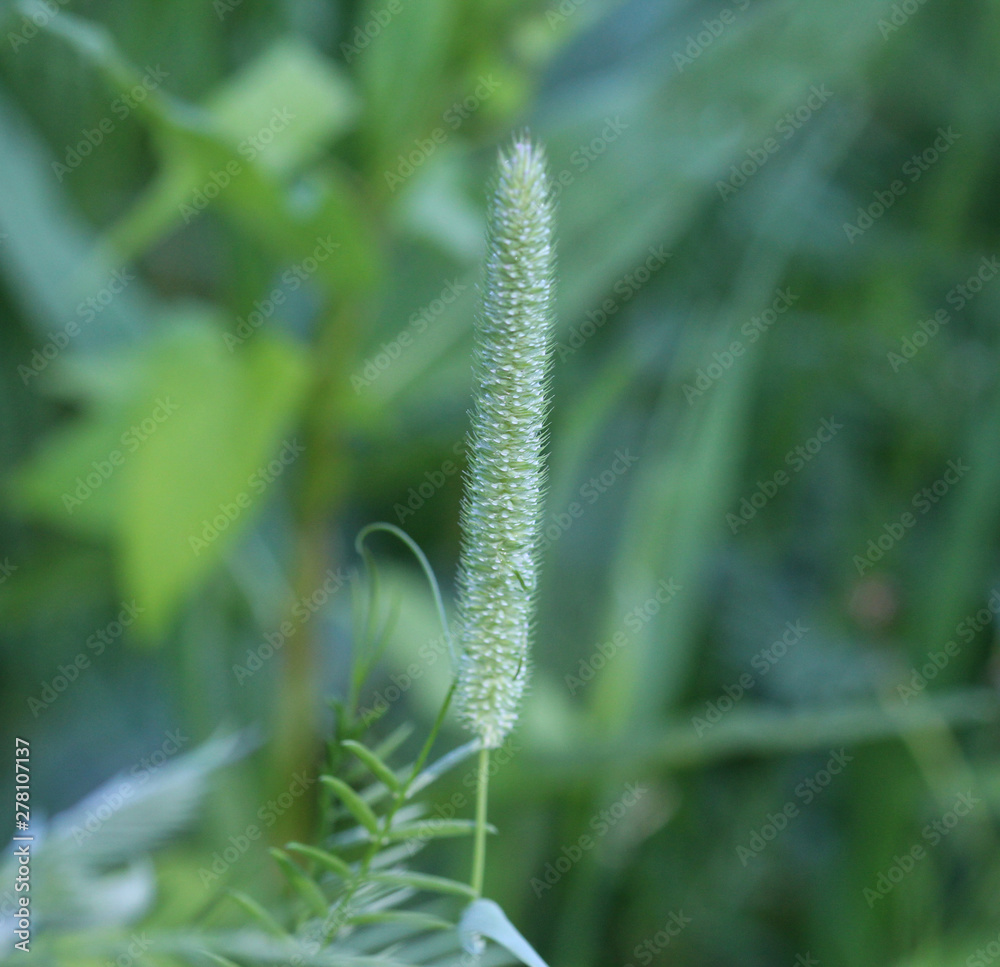 Timothy grass (Phleum pratense) on meadow field Timothy grass (Phleum pratense) on meadow field