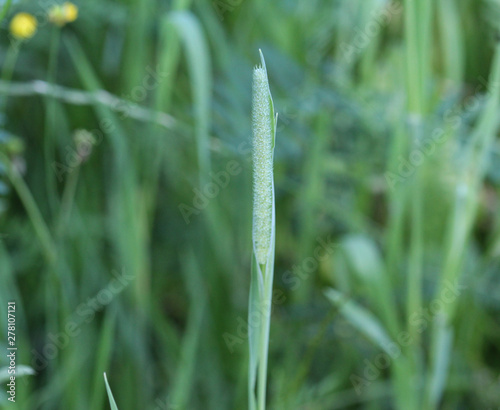 Timothy grass (Phleum pratense) on meadow field