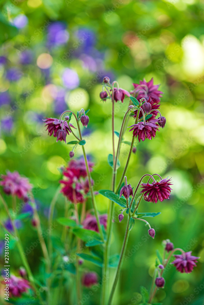 Pink aquilegia vulgaris (Granny Bonnets) flowers in a garden... Pink aquilegia vulgaris (Granny Bonnets) flowers in a garden...
