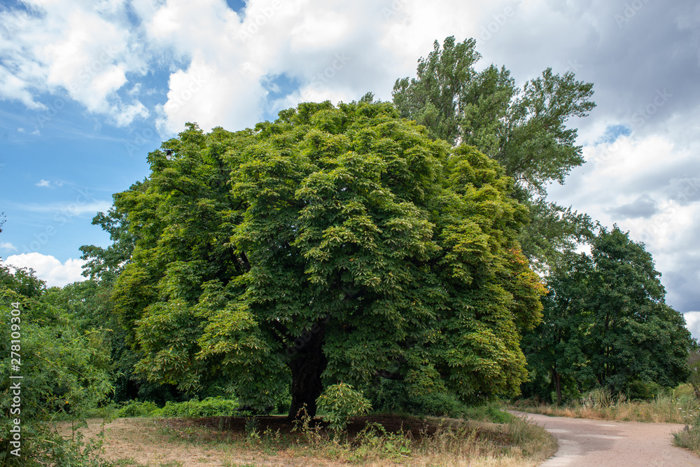 Chestnut tree in July, cloudy afternoon, France Chestnut tree in July, cloudy afternoon, France