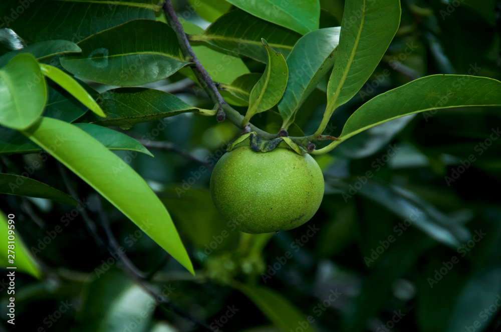 Beach apple on manchineel tree, considered the world's most dangerous tree and fruit with all parts being toxic.