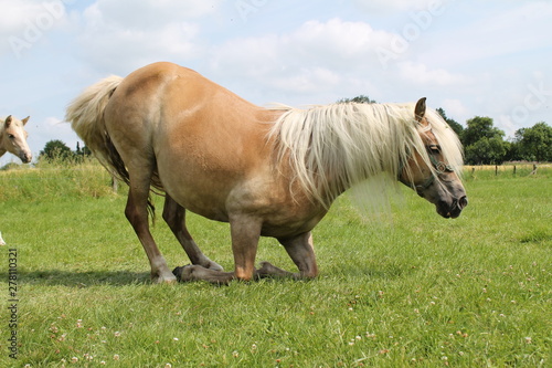 Pferd kniet sich hin