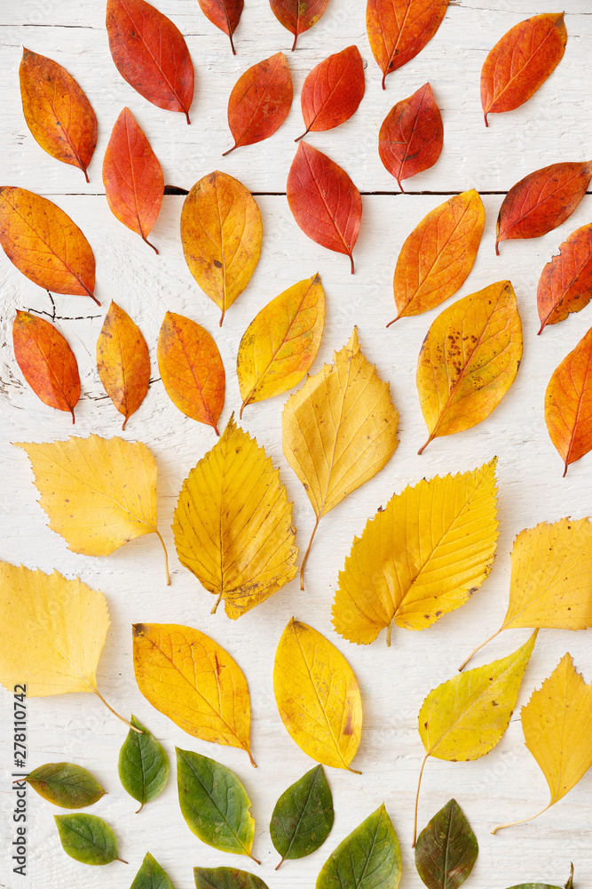 Closeup of autumn leaves lying on a white wooden background. Bright colorful leaves laid out in colors. Autumn concept Closeup of autumn leaves lying on a white wooden background. Bright colorful leaves laid out in colors. Autumn concept