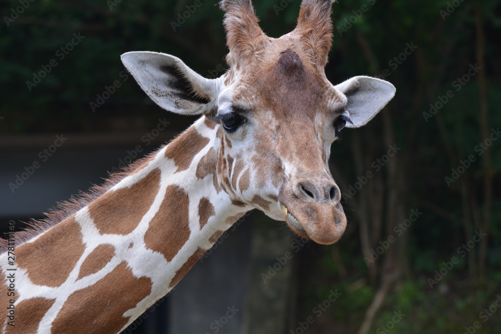 Chewing Giraffe 