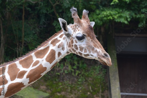 Photography portrait of giraffe