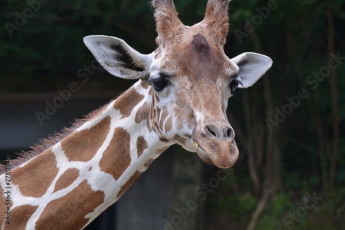 Chewing Giraffe  © PjCreates