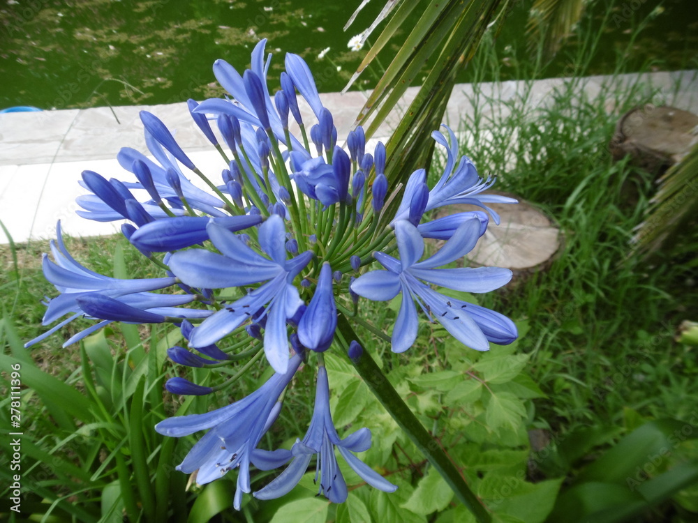 lirio africano Flor azul celeste Agapanthus africanus Stock Photo | Adobe  Stock
