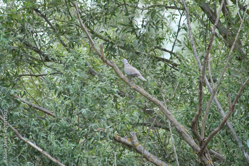 Eurasian Collared Dove in France Eurasian Collared Dove in France