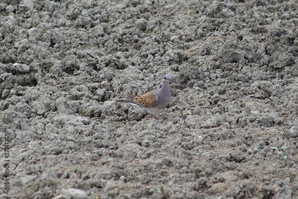 A Europena Turtle Dove in France A Europena Turtle Dove in France