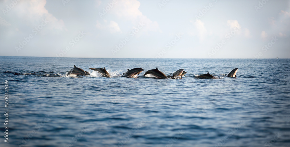 Fototapeta premium dolphins leaping out of the water