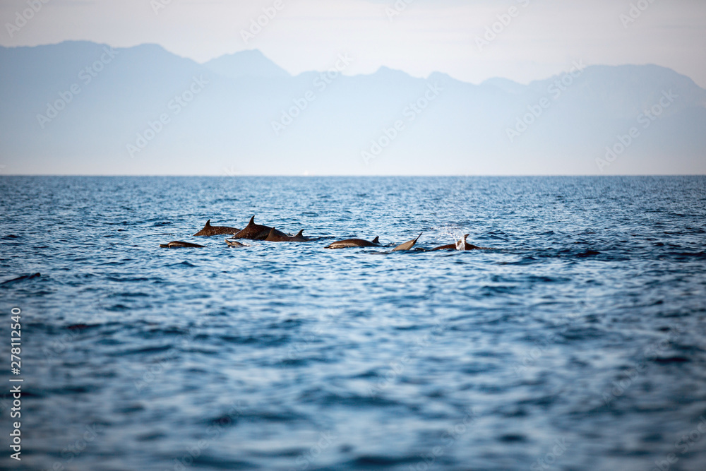 Obraz premium Common dolphin group jumping