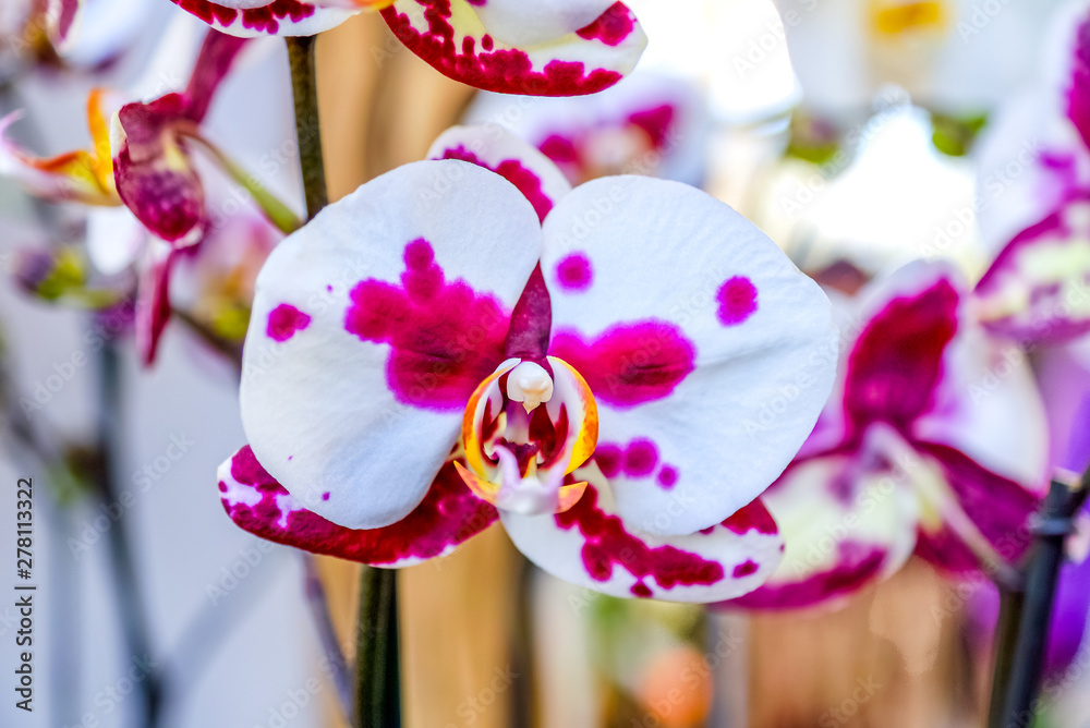 Orchideen im Gewächshaus Stock Photo Adobe Stock