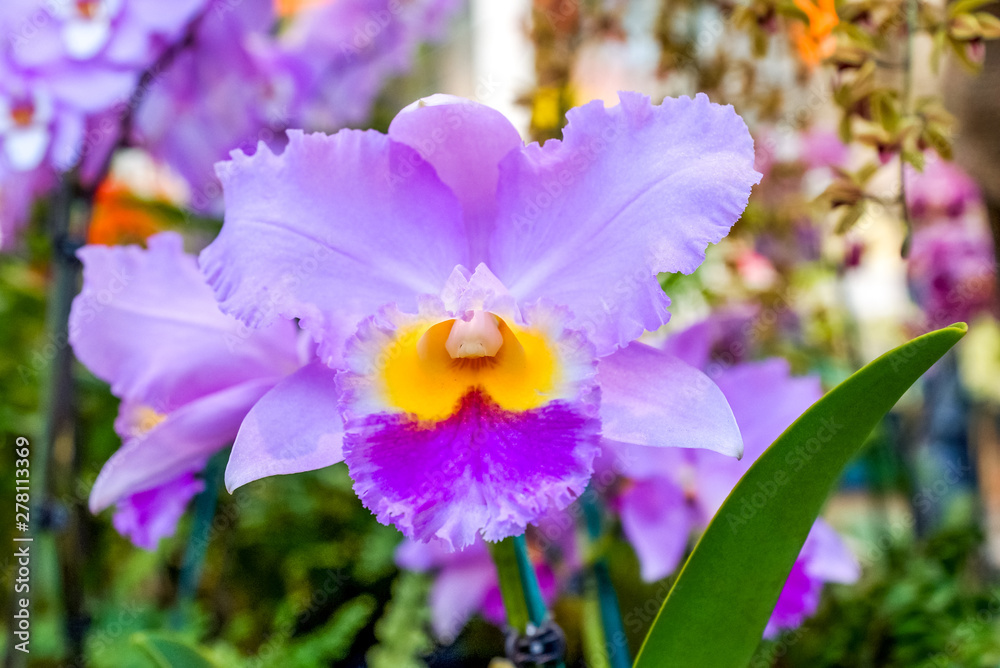Orchideen im Gewächshaus Stock Photo Adobe Stock