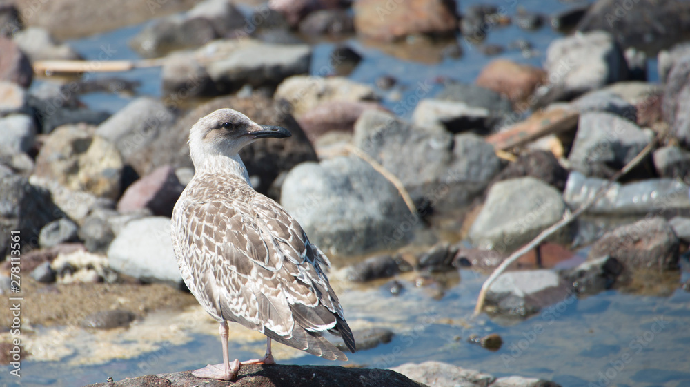Young seagull, Gumus Marti, Yellow-legged Gull Young seagull, Gumus Marti, Yellow-legged Gull