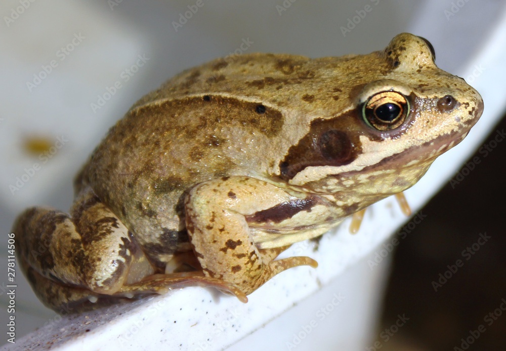 Naklejka premium Frog
