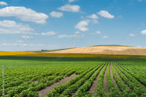 Colorful agriculture countryside field