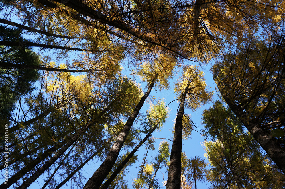 yellow larch Tree on blue sky. Yellow gold autumn tree. Autumn season closeup. Yellow foliage on tree during leaf fall yellow larch Tree on blue sky. Yellow gold autumn tree. Autumn season closeup. Yellow foliage on tree during leaf fall