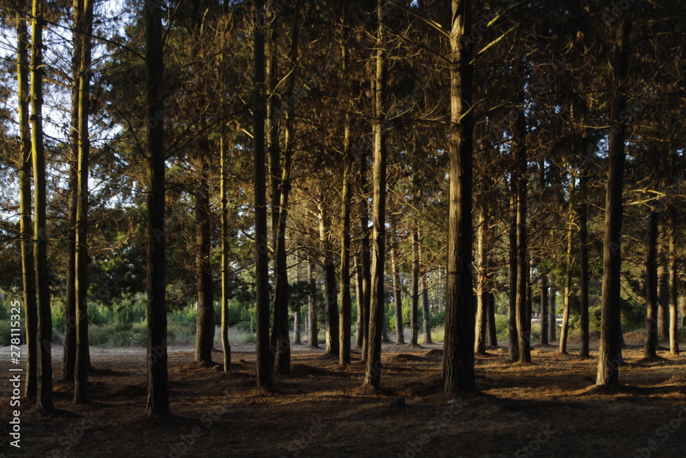 Forest Forest
