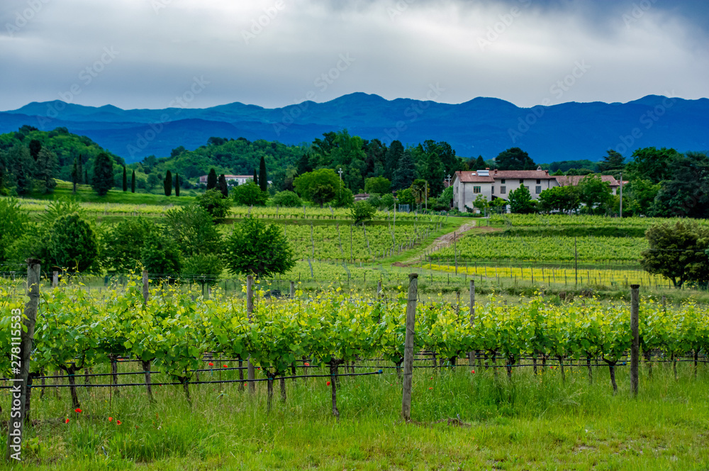 Collio vineyards