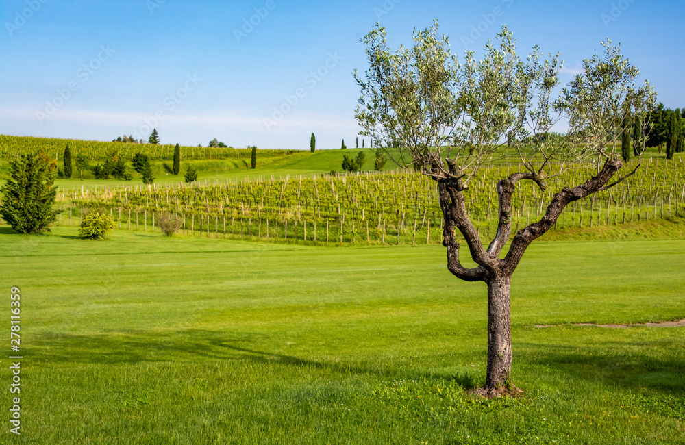 Fototapeta premium Collio vineyards