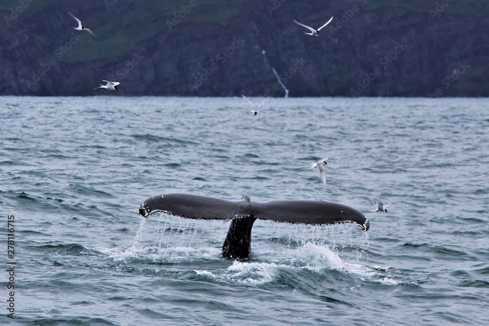 Fototapeta premium stehende Flosse eines Buckelwales von Möven umkeist 