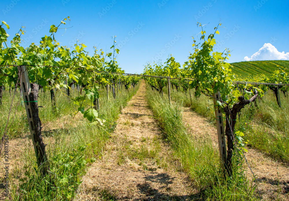 Abruzzo Vineyards