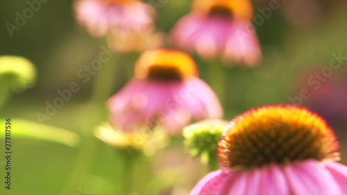 Echinacea flowers. Beautiful nature scene with blooming medical Echinacea in sun flare. Slow motion 4K UHD video footage. 3840X2160 photo