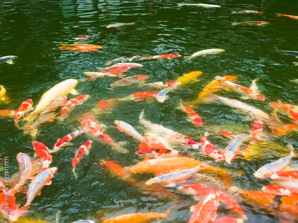 koi fish in pond
