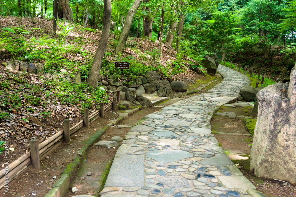 bridge in forest