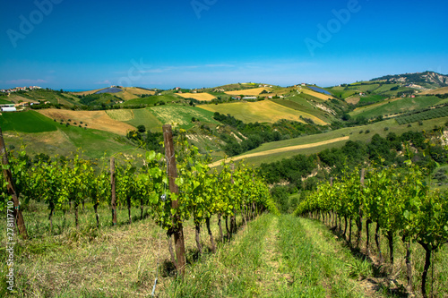 Abruzzo Vineyards photo