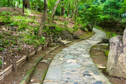 bridge in forest