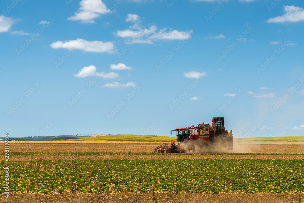 Fototapeta premium Harvest machine working on a plantation with blue sky background