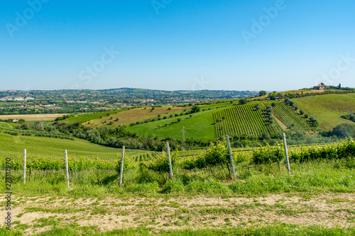 Wallpaper Mural Abruzzo Vineyards Torontodigital.ca