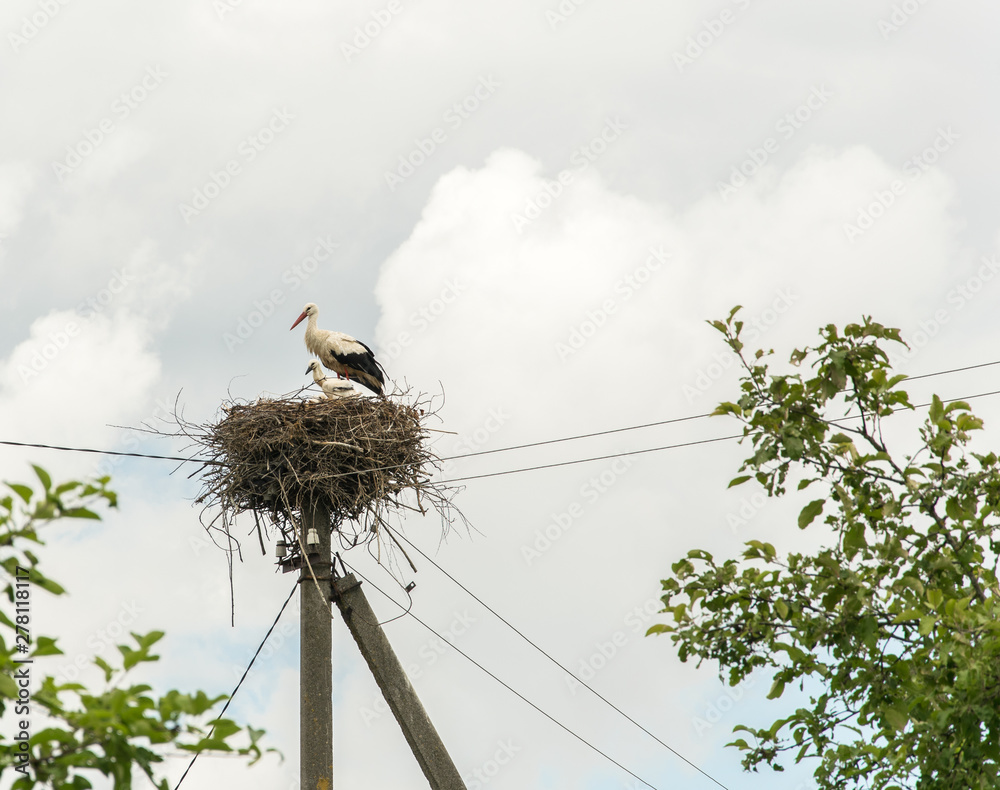 Fototapeta premium Adult stork and little stork in the nest