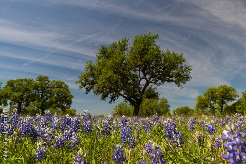 Bluebonnets wildflowers under large trees in field and blue sky background Bluebonnets wildflowers under large trees in field and blue sky background