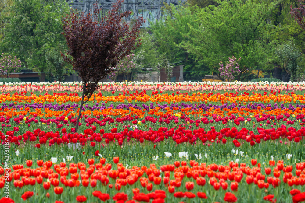 Beautiful tulip flowers is a veritable Eden of Indira Gandhi memorial tulip garden is Asia largest at Srinagar, Jammu and Kashmir, India