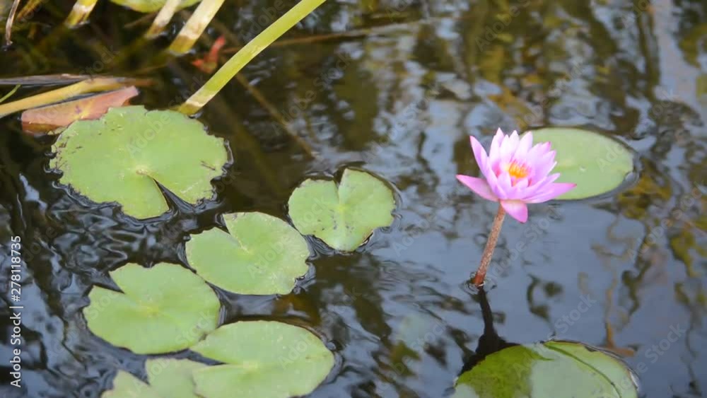 Close up lotus flower in the lake. water lilly in pond Close up lotus flower in the lake. water lilly in pond