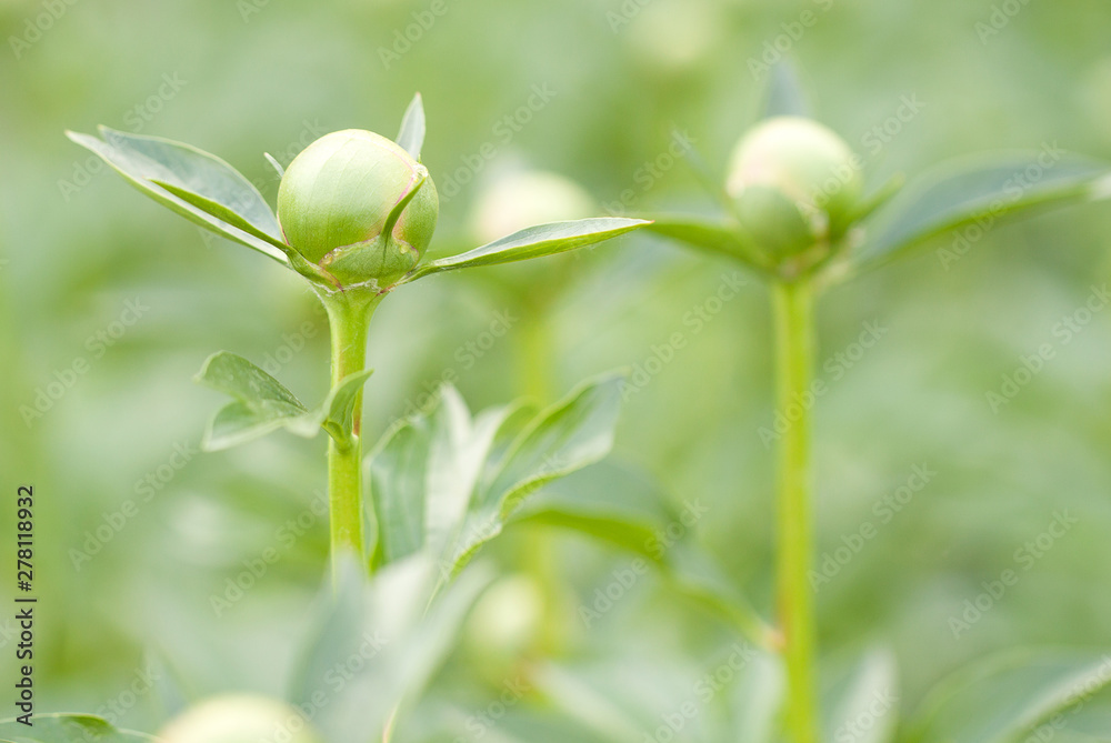 peony buds beginning to bloom in spring park or garden