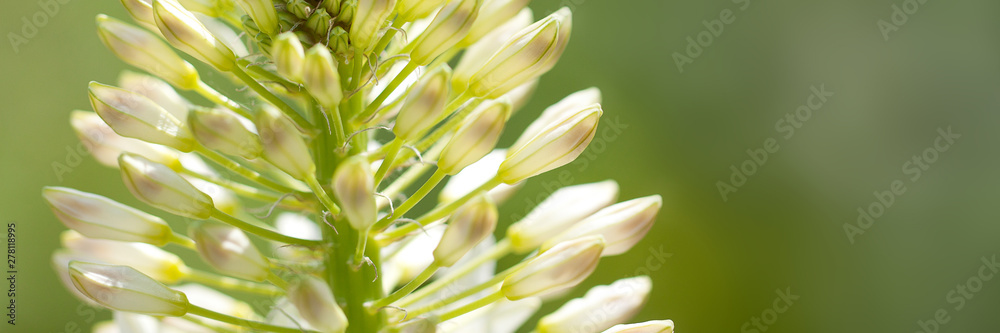 Fototapeta premium delicate unusual flower adorns the summer sunny park or garden
