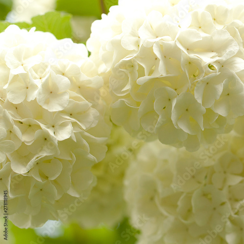 bush of viburnum with white fluffy flowers © guppys