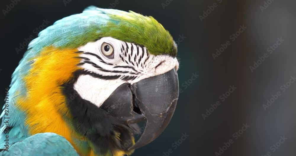Close up of colourful scarlet macaw parrot.