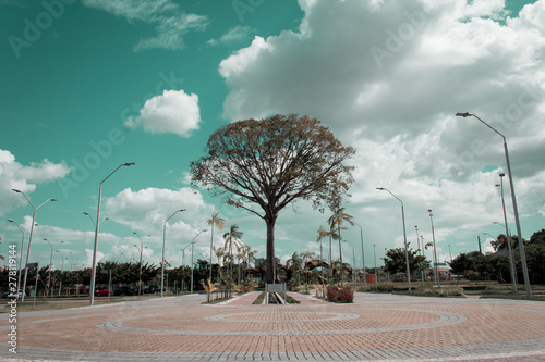 Árvore -  Parque Utinga