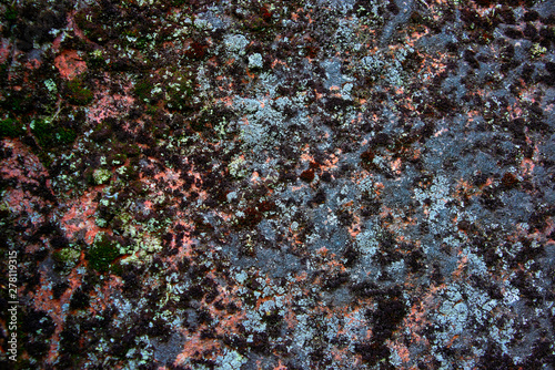 stone texture with fungus, background image © Juri