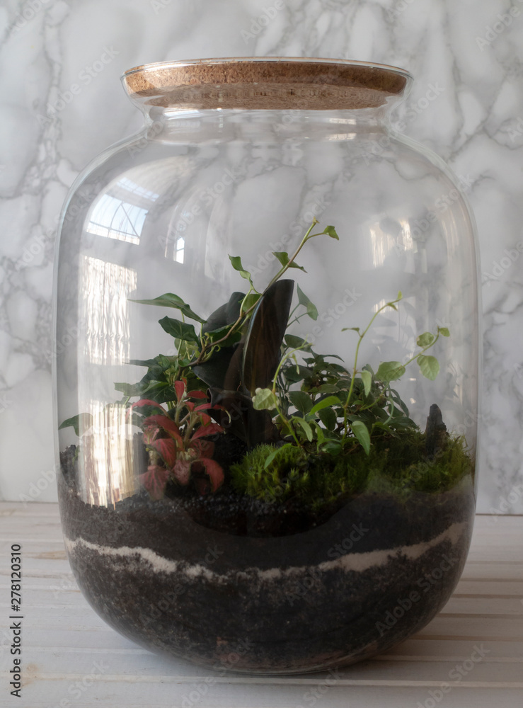 Small decoration plants in a glass bottle/garden terrarium bottle/ forest in a jar. Terrarium jar with piece of forest with self ecosystem. Save the earth concept Small decoration plants in a glass bottle/garden terrarium bottle/ forest in a jar. Terrarium jar with piece of forest with self ecosystem. Save the earth concept