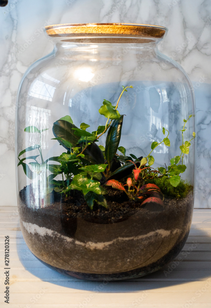 Small decoration plants in a glass bottle/garden terrarium bottle/ forest in a jar. Terrarium jar with piece of forest with self ecosystem. Save the earth concept Small decoration plants in a glass bottle/garden terrarium bottle/ forest in a jar. Terrarium jar with piece of forest with self ecosystem. Save the earth concept