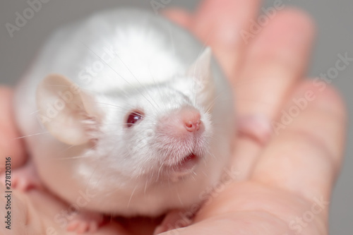 Little pretty cute white laboratory mouse on a hand close up