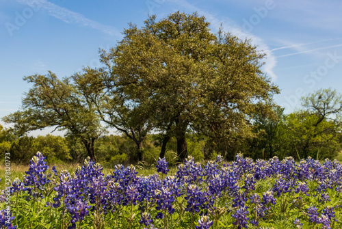 Bluebonnets wildflowers under large trees in field and blue sky background